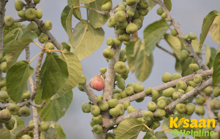 Fig (अंजीर)